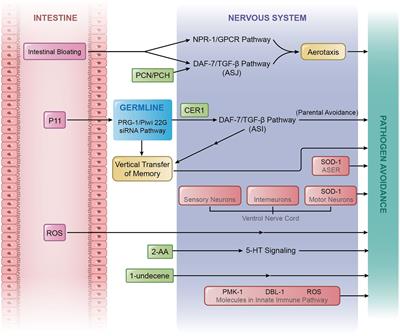 Neuronal basis and diverse mechanisms of pathogen avoidance in Caenorhabditis elegans